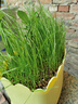 緒緣野牛草種子高羊茅籽墓地草坪種子墳地草籽 四季青草籽 墳頭草茅草 進(jìn)口墳地草籽1斤【墓地綠化】 曬單實(shí)拍圖