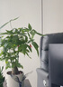 臨雅發(fā)財樹綠植物客廳盆栽大棵室內(nèi)擺大型步步高招財樹辦公室喬遷開業(yè) 單桿發(fā)財樹1.0-1.1米+福字盆 曬單實拍圖