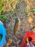 光威光威夕霧投2.7米海釣竿拋竿甩桿超硬超硬調(diào)釣拋投魚竿海竿 曬單實(shí)拍圖