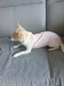 MIKI PAD狗狗衣服春夏季薄款包護(hù)肚衣絕育服術(shù)后防舔貓咪衣服透氣防掉毛 背心護(hù)肚衣-粉色#可做絕育服 XS 胸圍30背長(zhǎng)20（建議2-3斤） 曬單實(shí)拍圖