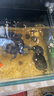 德瑞水族德瑞中華草龜水龜糧食物巴西龜小烏龜甲魚墨龜飼料火焰金線龜 草龜烏龜大粒1200g 曬單實拍圖