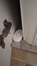 立可安水浸傳感器家庭WIFi智能漏水位感應(yīng)報(bào)警器浸水箱滿水淹溢水警報(bào)器 632水浸報(bào)警器遠(yuǎn)程電話通知4G款 曬單實(shí)拍圖