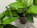 雙盟綠蘿盆栽除甲醛花卉綠植辦公室新房?jī)艋諝?80加侖4盆裝源頭直發(fā) 曬單實(shí)拍圖