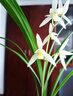 建蘭漓江雪蘭花雪白花基因葉帶倒刺名花名品花卉綠植盆栽盆景老種 2壯苗帶花 裸根不帶土 曬單實(shí)拍圖