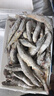 蝦有蝦途青島大蝦無冰新鮮海蝦白蝦鮮活冷凍大蝦批發(fā)3.6斤凈重 青島大蝦 3.6斤(凈重)  只只分離 18-20cm【超大蝦皇】無冰 曬單實拍圖
