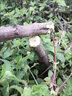 割草機(jī)充電式大功率農(nóng)用續(xù)航強(qiáng)電動割草機(jī)小型家用大功率除草機(jī)草 央視推廣/全系A(chǔ)品電芯-純銅無刷大功率割草機(jī) 【899900H旗艦割草王】2電池+快充 曬單實(shí)拍圖