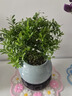小葉赤楠盆景金絲楠木老樁盆栽大棵辦公室內(nèi)桌面綠植花卉四季好養(yǎng) 特A級(jí)小葉赤楠（藍(lán)色冰裂紋盆）送底座+肥料 曬單實(shí)拍圖