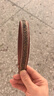 Royal sasa皇家莎莎蕾絲發(fā)箍發(fā)卡子發(fā)飾頭箍韓版女頭飾復(fù)古氣質(zhì)發(fā)夾盤(pán)發(fā) 金棕色509280 曬單實(shí)拍圖