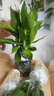 花翁觀音竹水培植物桌面盆栽花卉綠植源頭直發(fā) 3棵+菱格布袋灰 2盆裝 曬單實拍圖