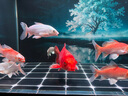 憨憨樂(lè)園蛋白棉水族魚(yú)缸專用過(guò)濾材料除腥臭去黃水克星污力丸凈水神器 曬單實(shí)拍圖
