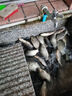 阿盧a62鯽魚(yú)漂輕口蘆葦浮漂醒目高靈敏度行程棗核型黑坑魚(yú)漂野釣浮標 LPA62蘆葦本色加加粗15目 5號一支（約2.15克） 曬單實(shí)拍圖