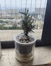 迷迭香苗盆栽可食用驅(qū)蚊植物香草薄荷苗綠植物室內(nèi)煎牛排水培花卉 迷迭香原盆土一盆 盆徑約12cm 含盆高約25cm 曬單實(shí)拍圖