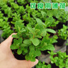 瑯闕薄荷盆栽可食用綠植花卉盆栽室內(nèi)驅(qū)蚊植物辦公室桌面擺件源頭直發(fā) 曬單實(shí)拍圖
