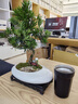 自然空間羅漢松盆栽造型植物室內桌面盆景 苑白1造型+225座 源頭直發(fā) 曬單實拍圖