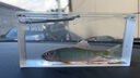 響貓小物釣觀魚盒鳑鲏高透亞克力觀察盒新手微物釣帶刻度觀賞盒 曬單實(shí)拍圖
