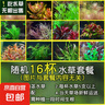 【京東物流】水草套餐 好養耐活真水草植物綠菊大葉綠九冠魚(yú)缸 隨機十二（定制杯+陶瓷環(huán)） 曬單實(shí)拍圖