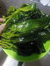 鹽漬海帶嫩苗涼拌菜火鍋煲湯爆款食材干貨龍須菜海帶頭裙帶菜 鹽漬海帶芽精品款500克*5袋 曬單實(shí)拍圖