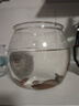 高清魚(yú)缸 生態(tài)缸桌面溪流缸迷你金魚(yú)缸小型水族箱養魚(yú)龜缸PET 小號魚(yú)缸【超清8K高透/摔不碎/久用不糊】 曬單實(shí)拍圖