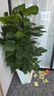 植男植女綠蘿室內(nèi)盆栽大型綠色客廳吸甲醛辦公室長藤繞樁大葉綠植源頭直發(fā) 曬單實拍圖