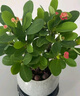 開(kāi)時(shí)果 鐵海棠盆栽帶花發(fā)貨 虎刺梅四季開(kāi)花卉植物盆景綠植源頭直發(fā)包郵 【鐵海棠】哥窯冰裂盆+圓底托 曬單實(shí)拍圖