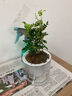 綠有意防驅(qū)蚊草正宗清香盆栽胡椒木老樁室內(nèi)綠植好養(yǎng)植物陽臺花卉盆景苗 中苗清香驅(qū)蚊+早安吸水盆一盆（送肥料） 含盆 曬單實拍圖