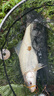 老G翠花方塊餌料鰱鳙野釣全能巨物 【2號】腥香（標準2小時(shí)） 曬單實(shí)拍圖