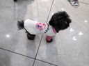 MIKI PAD寵物狗狗衣服夏季薄款透氣T恤小型犬幼犬貓咪衣服泰迪比熊雪納瑞 粉色小狗燙畫【棉質(zhì)護(hù)肚】 M胸圍42cm（建議6-8.5斤） 曬單實拍圖