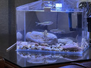 YEE魚(yú)缸燈led筒燈原生溪流缸WRGB全光譜水草燈爆藻魚(yú)缸觀賞魚(yú)燈 35W爆藻燈【95ra高顯指+鋁合金材質(zhì)】 【YEE正品保障 假一賠十 質(zhì)保一年】 曬單實(shí)拍圖