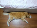 麥富迪狗糧 超肉粒凍干老年犬糧 專研7歲+抗初老 9kg/18斤【寵物金選】 曬單實(shí)拍圖