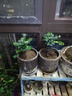 小葉紫檀盆景老樁綠植中式盆栽室內辦公桌面茶幾花卉擺件好養易活 3年老樁小葉紫檀2盆【25-30厘米】+原盆土+肥 曬單實(shí)拍圖