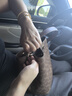 蔻馳（COACH）奧萊款女士包時(shí)尚潮流印花斜挎手提包水桶子母包七夕情人節(jié)禮物 棕黃色/棕色CBH07IMXHE 曬單實(shí)拍圖