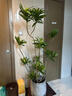 臨雅金邊百合竹綠植客廳大盆栽輕奢高級感室內盆栽大型氛圍造型植物 百合竹1.3-1.5m米白色聚寶盆 曬單實(shí)拍圖