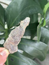 北京同仁堂胖東來陳皮紫蘇姜片紫蘇陳皮生烏姜紅糖姜片即食三伏天零食純天然 紅糖姜片 500g 胖東來甄選線上超市官方店旗艦 曬單實拍圖