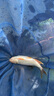 船長漂蘆魂K58鯽魚漂高靈敏醒目黑坑競技鯉魚漂 K58—3號（吃鉛1.96克） 曬單實拍圖