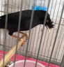 八哥幼崽飼料毛不拉稀小雛鳥鷯哥說話鳥糧八哥亮畫眉鸚鵡營養(yǎng)食物 3袋【買二送一】 曬單實拍圖