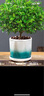 植物驅(qū)蚊蟲(chóng)清香胡椒木盆栽正宗花卉綠植四季好養(yǎng)凈化空氣吸甲醛 特大清香胡椒木 35CM 高 一盆+白豎陶瓷盆 曬單實(shí)拍圖
