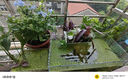虹越（HONGYUE） 藍(lán)雪花盆栽花園陽臺垂吊裝飾花卉多年生易養(yǎng)耐熱觀賞期長 藍(lán)雪花 1加侖（10～15枝） 曬單實拍圖