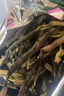 巖亥正宗海南特產(chǎn)五指山大葉冬青白骨苦丁茶特級散裝降火野生 500g 曬單實拍圖