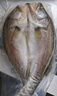 鮮京采三去海鱸魚3斤/3條 生鮮魚類 白蕉鱸魚地標 無冰凈重3斤 源頭直發(fā) 曬單實拍圖
