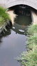 DEERA錦鯉金魚(yú)飼料魚(yú)食觀(guān)賞魚(yú)螺旋藻育成小顆粒魚(yú)糧上浮5斤 1.5mm主食小粒：適合5厘米以上魚(yú)（5斤） 曬單實(shí)拍圖