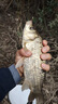 民間藝人全水域陳年蘆葦魚漂加粗醒目浮漂高靈敏度鯽魚鯉魚草魚野釣浮標(biāo) 06深水鯽魚-吃鉛2.53g 曬單實(shí)拍圖