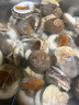 海鮮水產(chǎn)鮮活大貓眼螺 大沙螺紅香螺新鮮貓眼螺玉螺海鮮貝類(lèi)海螺 貓眼螺 500g 簡(jiǎn)裝 4斤裝【7～10個(gè)左右/斤】 曬單實(shí)拍圖