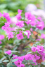 索尼SONY索尼FE50-1.8 35-1.4 35-2.8 55-1.8 135-1.8全畫幅微單鏡頭 FE 85mm F1.8 人像特寫 官方標(biāo)配 曬單實(shí)拍圖