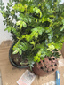 驅蚊蟲(chóng)清香木盆栽正宗胡椒木花卉綠植四季好養凈化空氣吸甲醛植物 6年大苗1盆【加倫盆】+肥料 曬單實(shí)拍圖