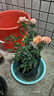 瑞典女王月季夏季耐曬灌木月季帶花苞四季開(kāi)花玫瑰大苗陽(yáng)臺庭院 果汁陽(yáng)臺原盆原土發(fā)貨中苗25cm左右 曬單實(shí)拍圖