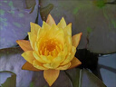 京厽德國碗蓮種子水培植物客廳室內好養荷花盆栽四季開(kāi)花睡蓮花苗濃香 精品睡蓮種子10顆已開(kāi)口顏色隨 曬單實(shí)拍圖