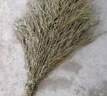 萬佳益家 竹枝大掃把 學(xué)校環(huán)衛(wèi)工廠庭院 大號竹掃把 竹竿把大掃把（5斤一把裝） 曬單實拍圖