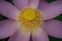 索尼（SONY）E 55-210mm APS-C畫幅遠(yuǎn)攝大變焦微單相機(jī)鏡頭 銀色E卡口 SEL55210 曬單實(shí)拍圖