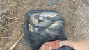 民間藝人小藥高濃縮果酸大麥紅薯千里香中藥誘魚(yú)黑坑野釣鯽鯉草添加劑魚(yú)餌 綠果酸100ML 曬單實(shí)拍圖