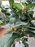 藝萱香水檸檬樹(shù)樹(shù)苗大樹(shù)綠植室內(nèi)大型四季好養(yǎng)客廳綠植檸檬樹(shù)盆栽帶果 檸檬樹(shù)高0.4-0.5米+簡(jiǎn)易盆【帶花或帶果】 40cm(含)-50cm(不含) 曬單實(shí)拍圖
